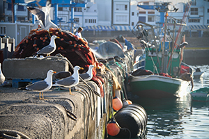 Puerto de las Nieves in north west Gran Canaria