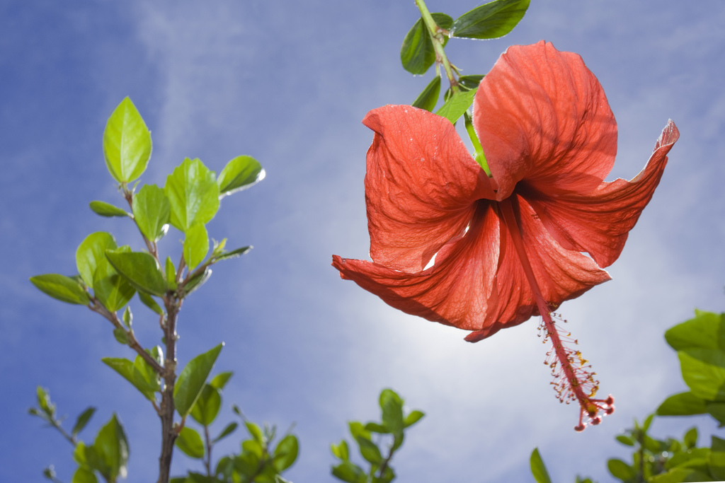 flowers Gran Canaria 1