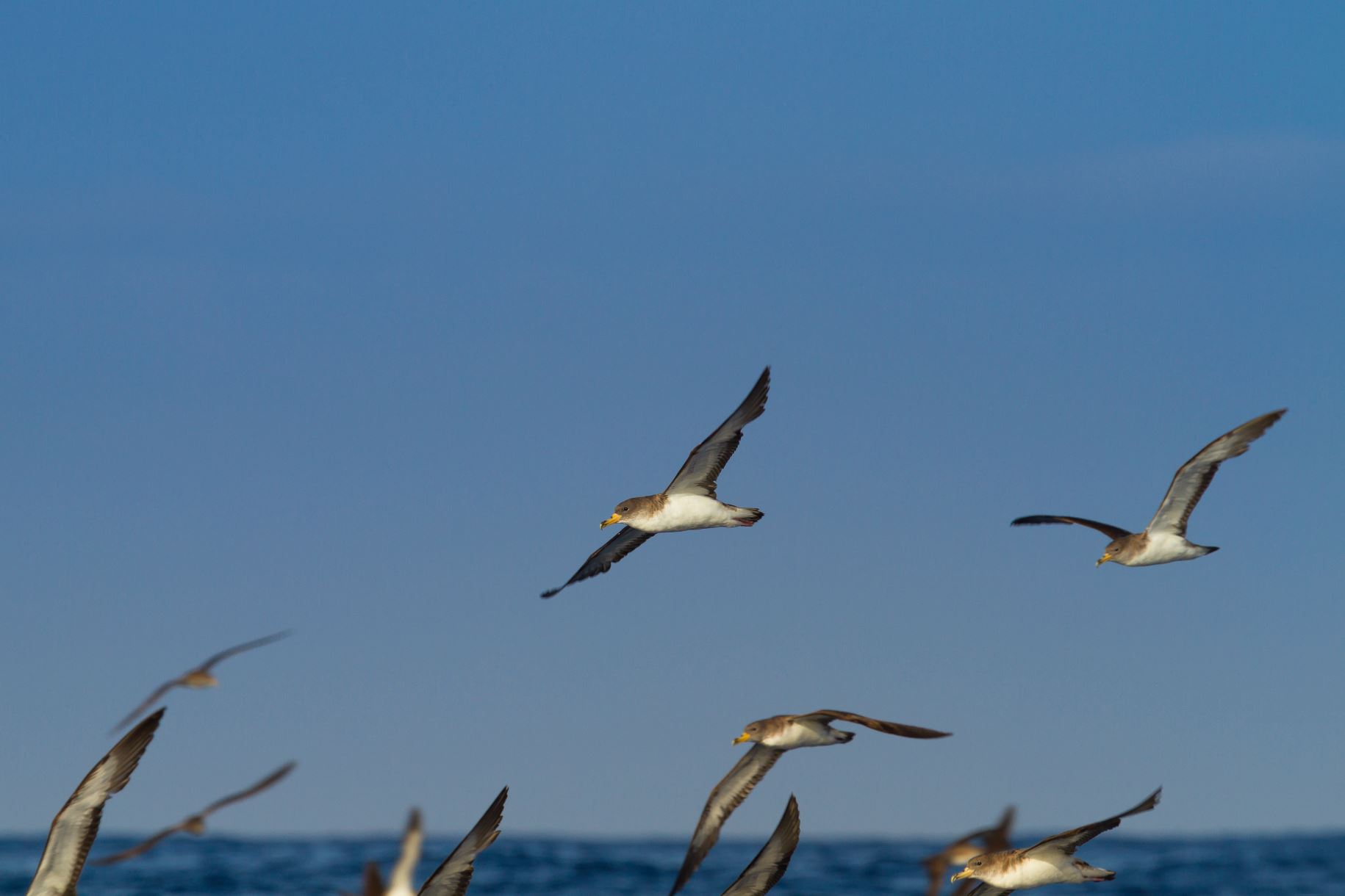 shearwaters