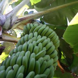 bananas_fruit