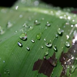 wet_banana_leaf