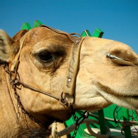 camels-maspalomas-002