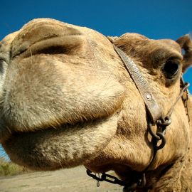 Camel Safari (Maspalomas)