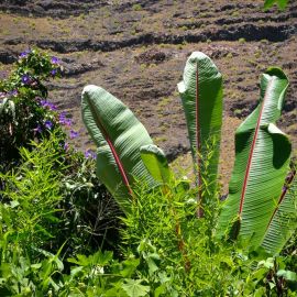 la_gomera-010