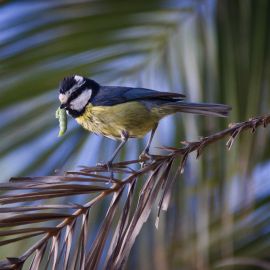 great_tit-001