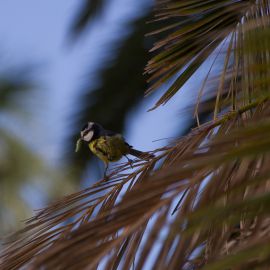 great_tit-004