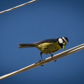 great_tit-007