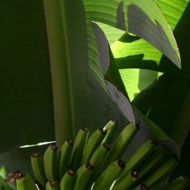 bananas-022