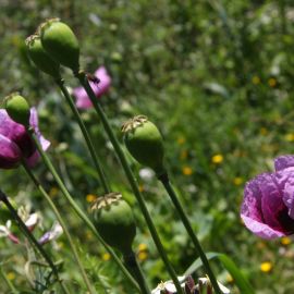 Plants (Flowers)