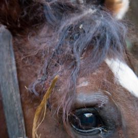 Horse in the Barranco