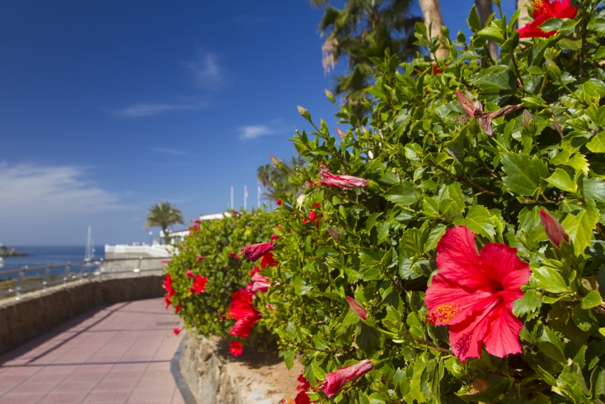 Hibiscus flower and sunshine at Arguineguín