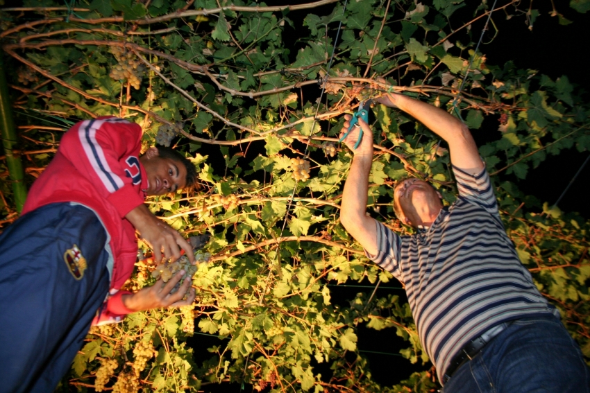 Gran Canaria grape harvest